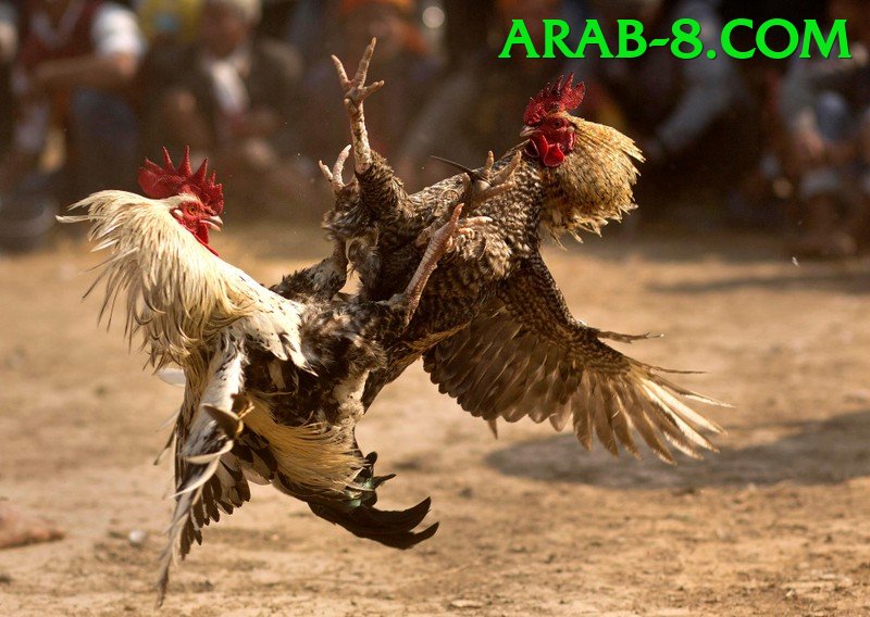 Đá Gà Trực Tiếp - Trải nghiệm tuyệt vời