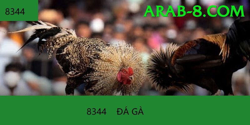 Đá Gà Trực Tiếp - Ưu đãi đặc biệt